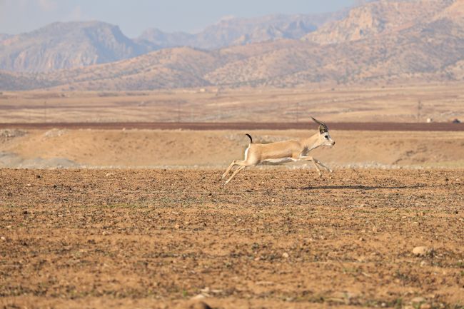 Turquia quebra seu recorde de temperatura mais alto registrado com leitura de 50,5 ° C