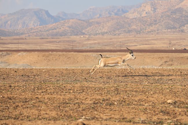Turquia quebra seu recorde de temperatura mais alto registrado com leitura de 50,5 ° C