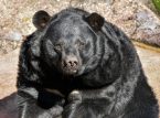 Urso flagrado atacando homem no Jap&atilde;o em imagens de CCTV