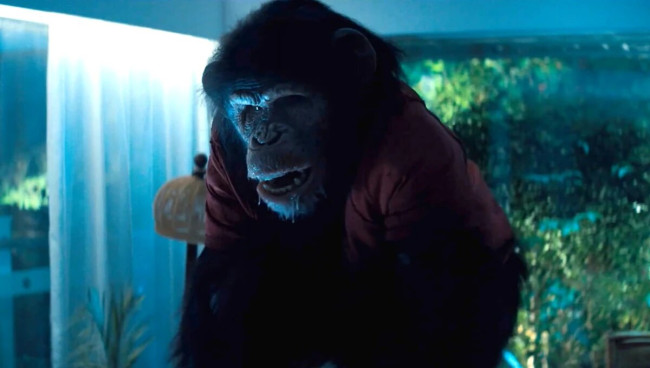Primate
