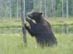 Pesquisadores prop&otilde;em o "rewilding" das fronteiras da Europa como estrat&eacute;gia natural de defesa