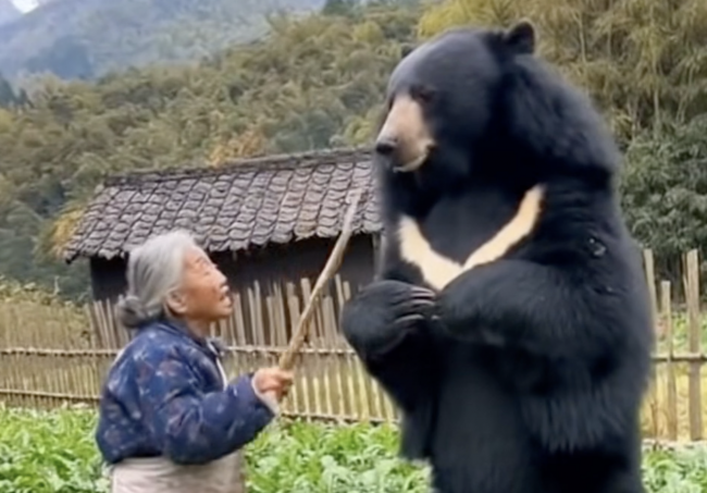 O que está acontecendo com o Japão e os ursos? De drones que latem como cachorros a vovós lutando contra ursos