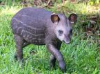 Primeiro filhote de anta-de-plan&iacute;cie em 14 anos recebido em zool&oacute;gico do Reino Unido