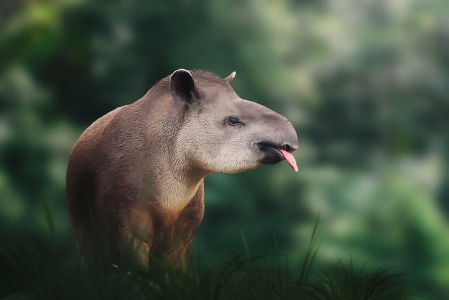 Primeiro filhote de anta-de-planície em 14 anos recebido em zoológico do Reino Unido