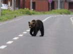 A cidade japonesa de Utsunomiya suspendeu todas as aulas ap&oacute;s o avistamento de um urso negro nas ruas