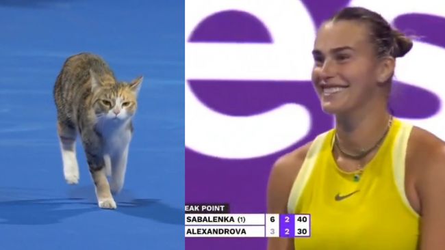 Adorável gatinho interrompe partida da WTA em Doha, mas não traz boa sorte para a número 1 do mundo, Sabalenka