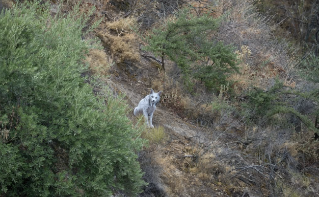 O primeiro lince-ibérico branco do mundo capturado pela câmera: "O fantasma branco da floresta mediterrânea"