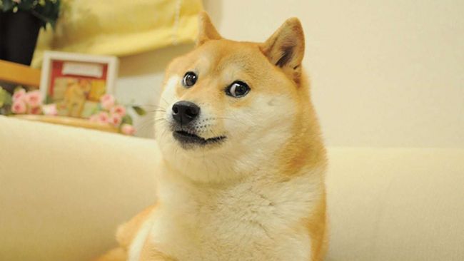 O cão Doge morreu
